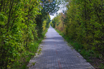 Obraz premium Bike lane on Hel Peninsula on the Baltic Sea in Poland