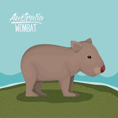 australia wombat poster with outdoor scene in colorful silhouette vector illustration