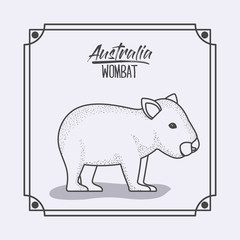 australia wombat in frame and monochrome silhouette vector illustration