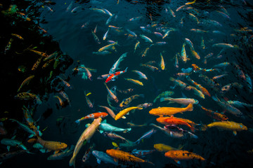 Fish form bali indonesia © lukasz