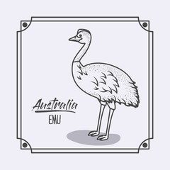 Fototapeta premium australia emu in frame and monochrome silhouette vector illustration