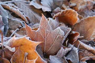 Foglie coperte dal gelo in inverno