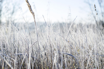 Fototapeta premium szron na trawie