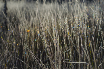hoarfrost on the grass