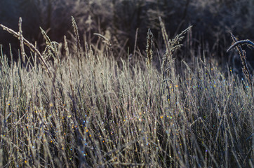 hoarfrost on the grass
