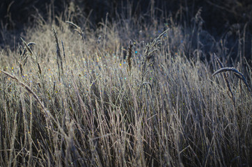 Obraz premium hoarfrost on the grass