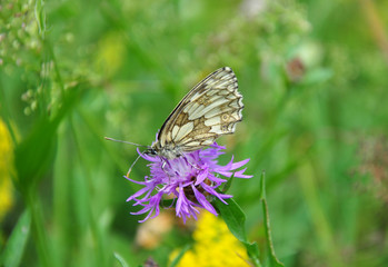 Schachbrett (Melanargia galathea)