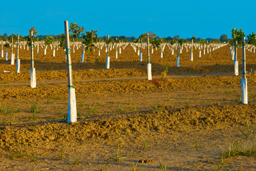 Saplings, Plantation, Fruit