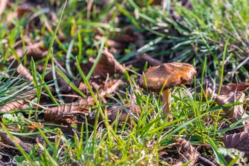 Kampfer Milchling Pilze im Gras auf einer Wiese