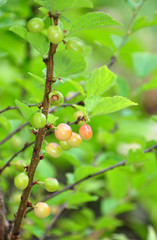 Japanische Mandelkirsche (Prunus tomentosa)