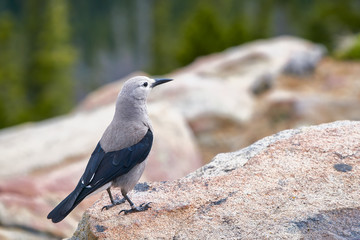 Clark's Nutcracker