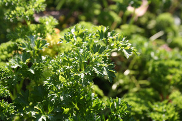 Prezzemolo nel orto illuminato dal sole
