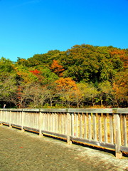 Fototapeta premium 木橋と冬の森