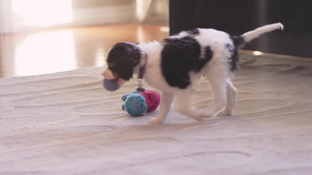 Shot of a cute puppy running towards his chew toys. He then picks up his tennis ball, and leaves the frame