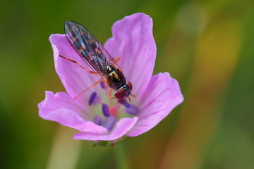 Insect on a flower, Nobeyama, Japan