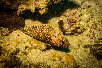 Fish on a reef