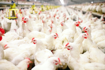 Indoors chicken farm, chicken feeding