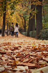 Fototapeta premium Colorful autumn in the park of El Retiro, Madrid