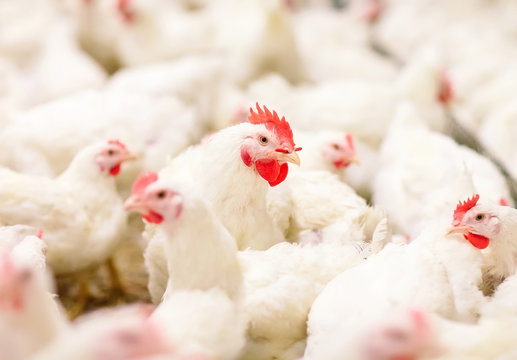 Indoors chicken farm, chicken feeding