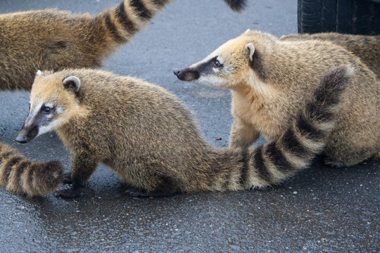 Little brazilian coatis (quatis)