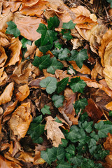 Dry fallen autumn leaves lay on the ground, oak and clover, natural background photo texture