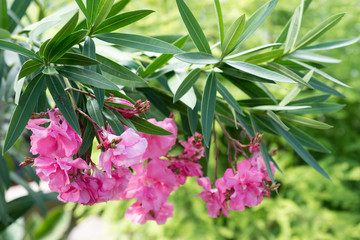 Flowers blossomed on a tree branch Nerium oleander