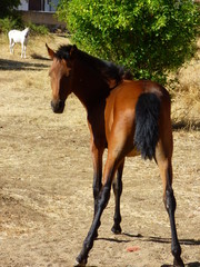 Caballo en pueblo de Castilla, España