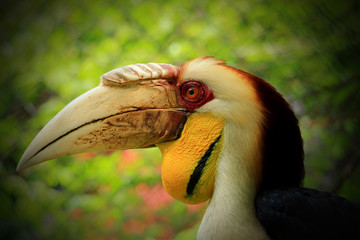 In Indonesia, this bird is mostly found on the island of Sumatra to Bali
