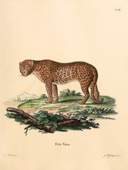 Mammals of the family Felidae. © ruskpp