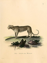 Mammals of the family Felidae. © ruskpp