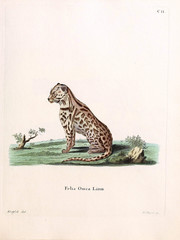 Mammals of the family Felidae. © ruskpp
