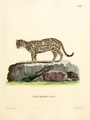 Mammals of the family Felidae. © ruskpp