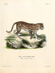Mammals of the family Felidae. © ruskpp