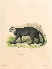 Mammals of the family Felidae. © ruskpp