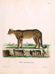 Mammals of the family Felidae. © ruskpp