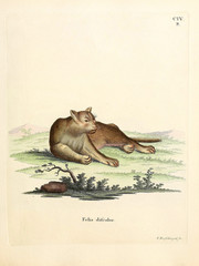 Mammals of the family Felidae. © ruskpp