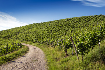 Fototapeta na wymiar Curved path in vineyard