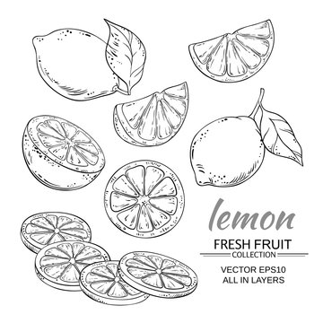 lemon vector set