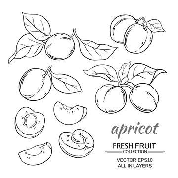 apricot vector set