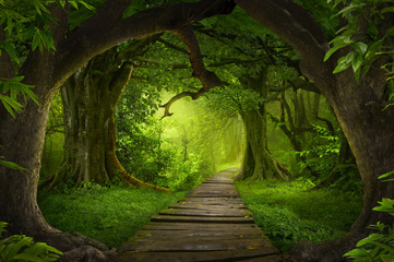 Asian rainforest jungle © quickshooting