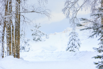 Winter trail between birches and Christmas trees in blue tones.