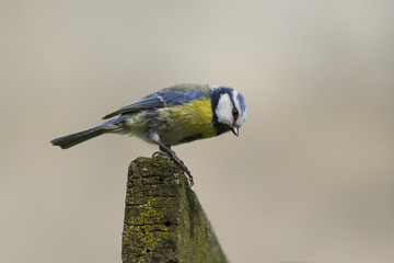  Eurasian blue tit near the hollow. Eurasian blue tit (Cyanistes caeruleus)