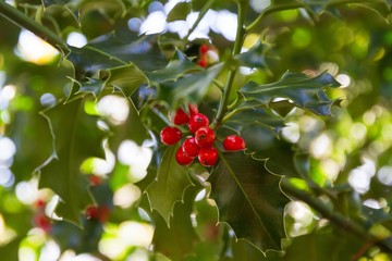 Holly branch with leaves and ripe red fruits