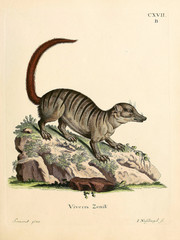 Obraz na płótnie Canvas Illustration of civet