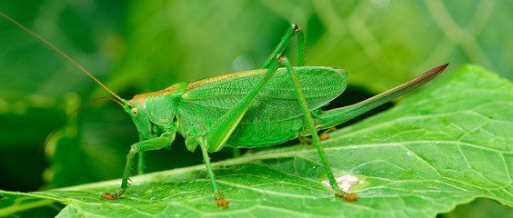 green locust is a large grasshopper