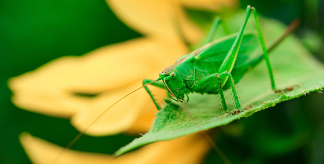 green locust is a large grasshopper