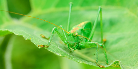 green locust is a large grasshopper