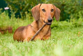 brown dachshund dog puppy