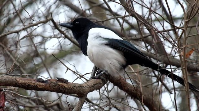 Young magpie sits on a branch and wind blows her feathers (Pica pica)