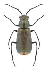 Beetle Malachius bipustulatus on a white background
